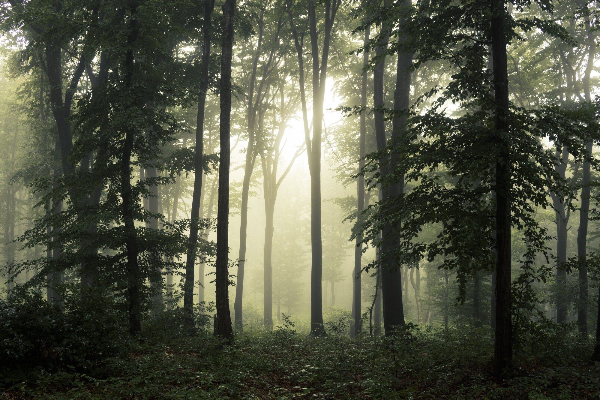 Green forest environment with fog